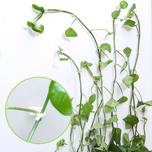 将图片加载到图库查看器,Plant climbing wall fixture - 1203