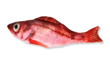 将图片加载到图库查看器，Realistic Looking Cat Kicker Fish Toy - GenieMania Fr
