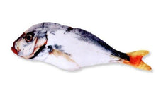 将图片加载到图库查看器，Realistic Looking Cat Kicker Fish Toy - GenieMania Fr
